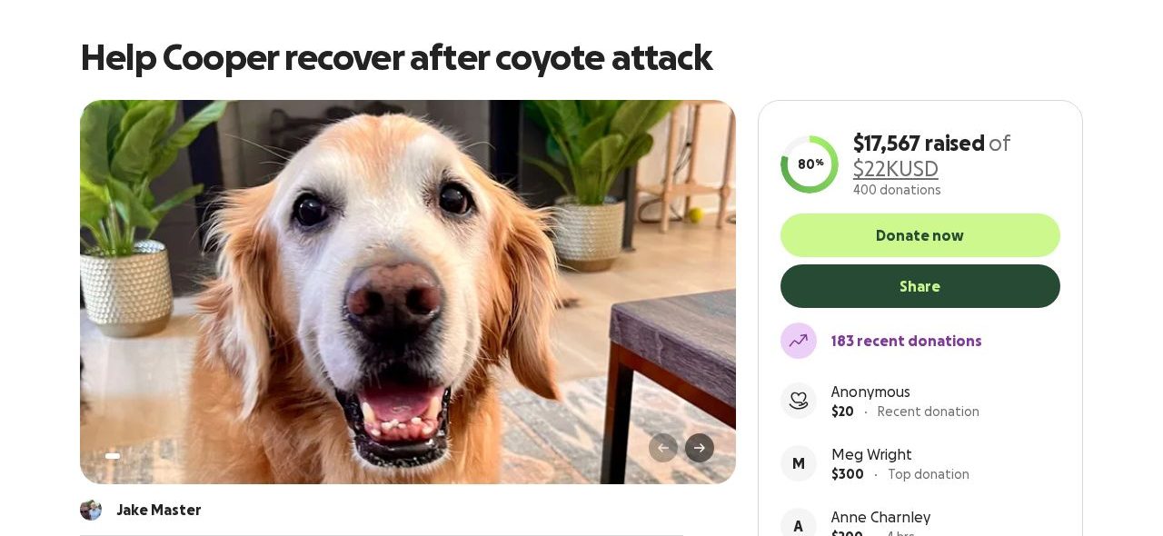 Screenshot of the Help Cooper Recover After Coyote Attack campaign page on GoFundMe